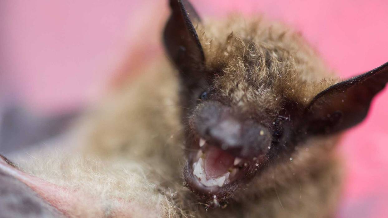Close-up of bat displaying fangs