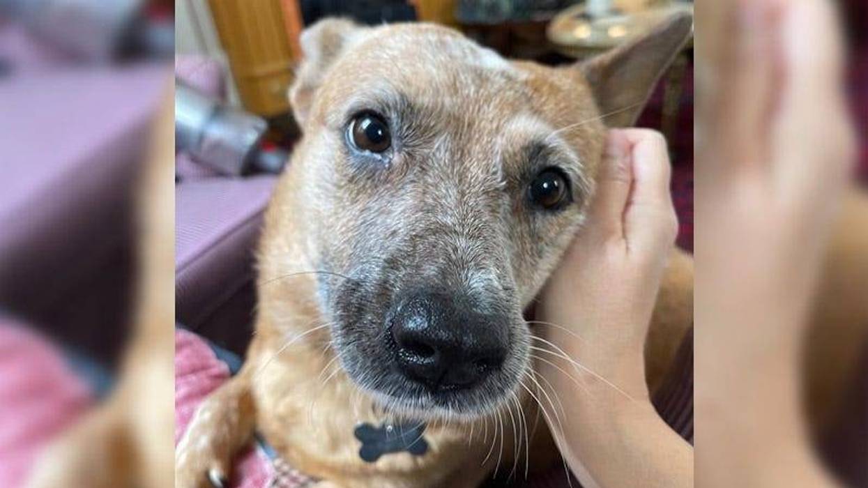 close up of brown and white dog with kind eyes