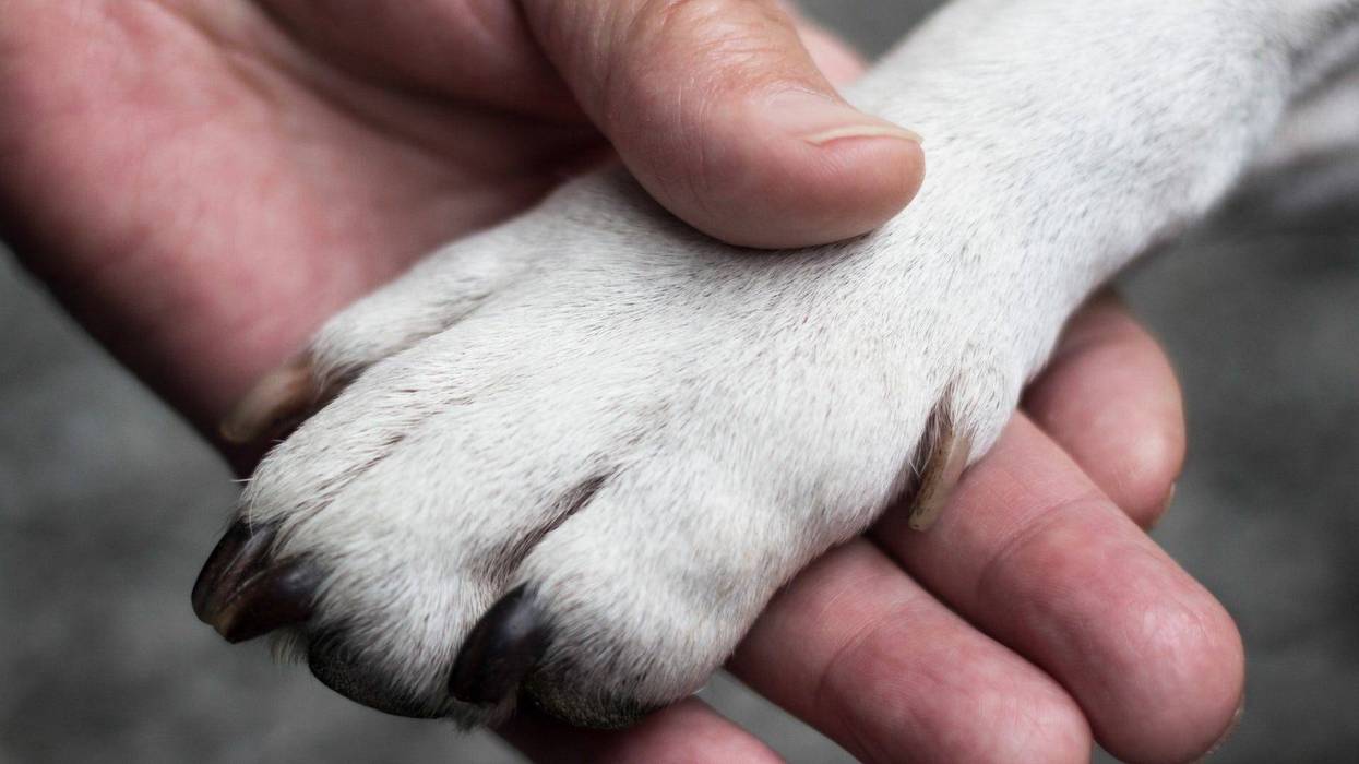 Close up of dog's paw and person's hand