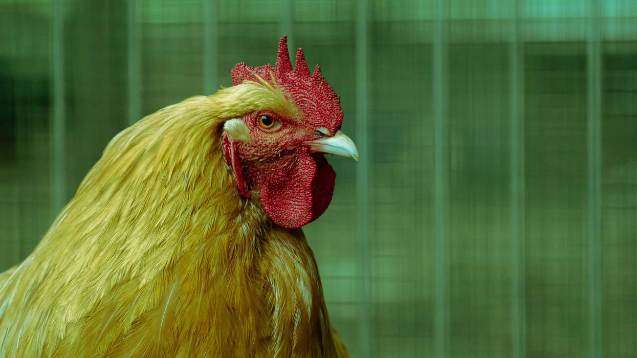 Close-up of free-range rooster british breed golden color on green background