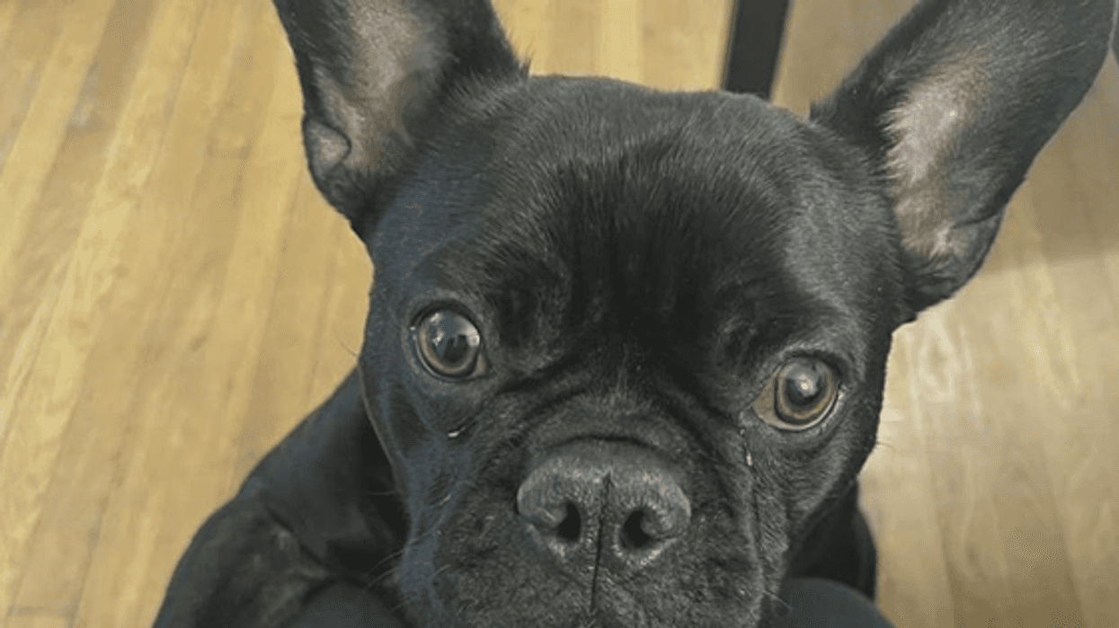 Close up of French bulldog