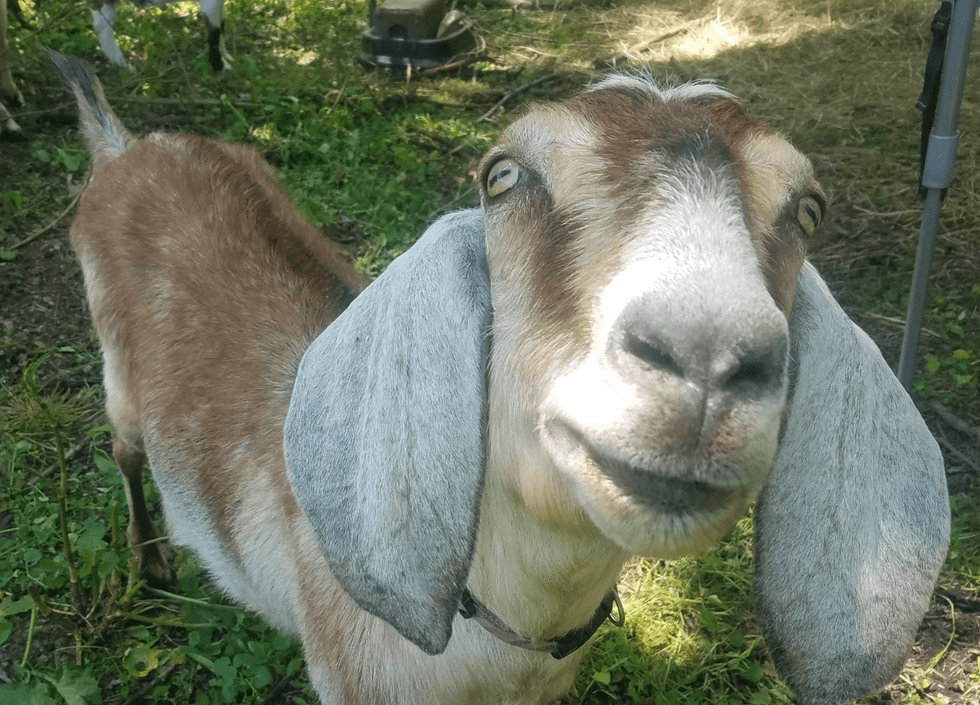 Close up of goat face