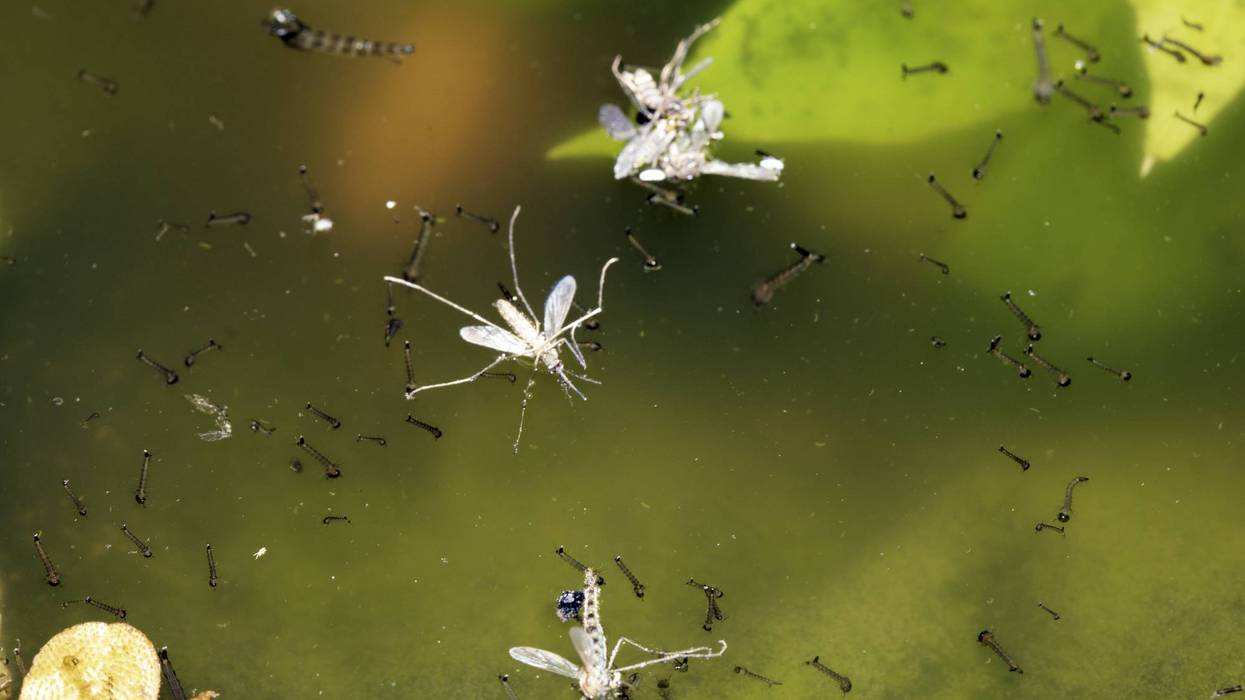 Close up of mosquito and insect water larvae in a garden pond
