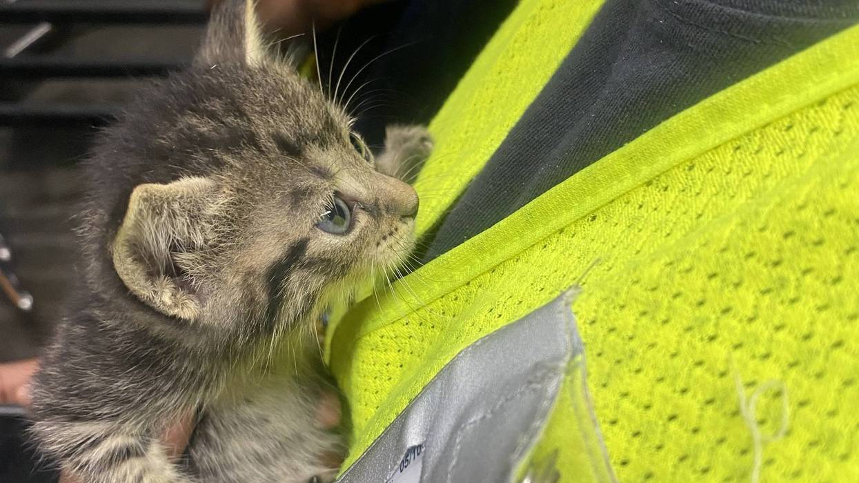 Close-up of one of five newborn kittens rescued from inside a wall at SEPTA's 63rd Street Market-Frankford Line Station this week, held by a SEPTA worker.