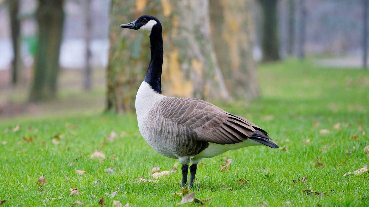 Close-up of one wild goose standing on green grass with fallen leaves in autumn park, blurred woods background