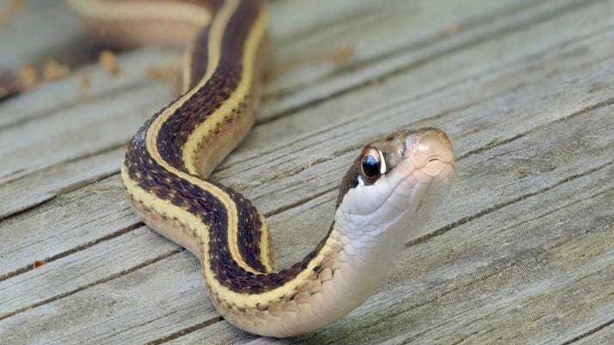 Close up photo of a snake.
