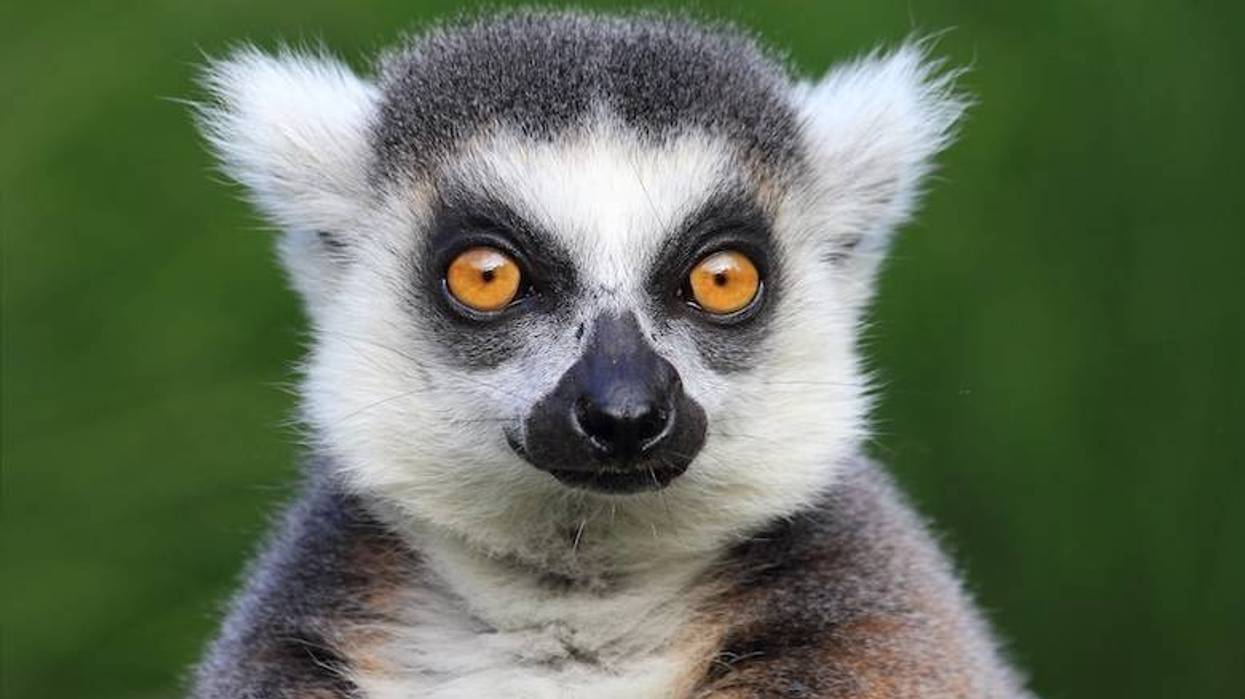Close-up portrait of lemur