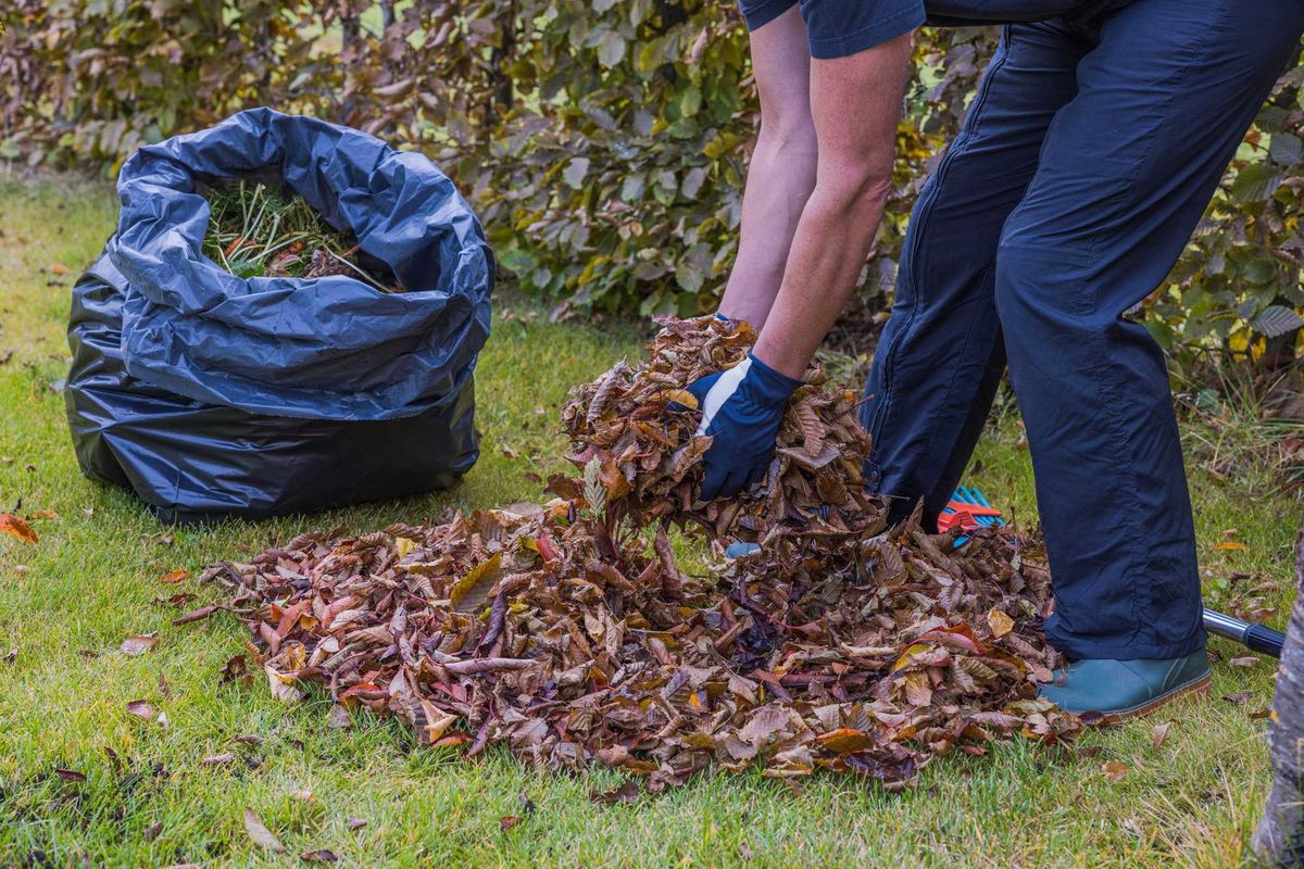 Close-up view of autumn garden with fallen leaves from trees where man collects them in plastic bag.