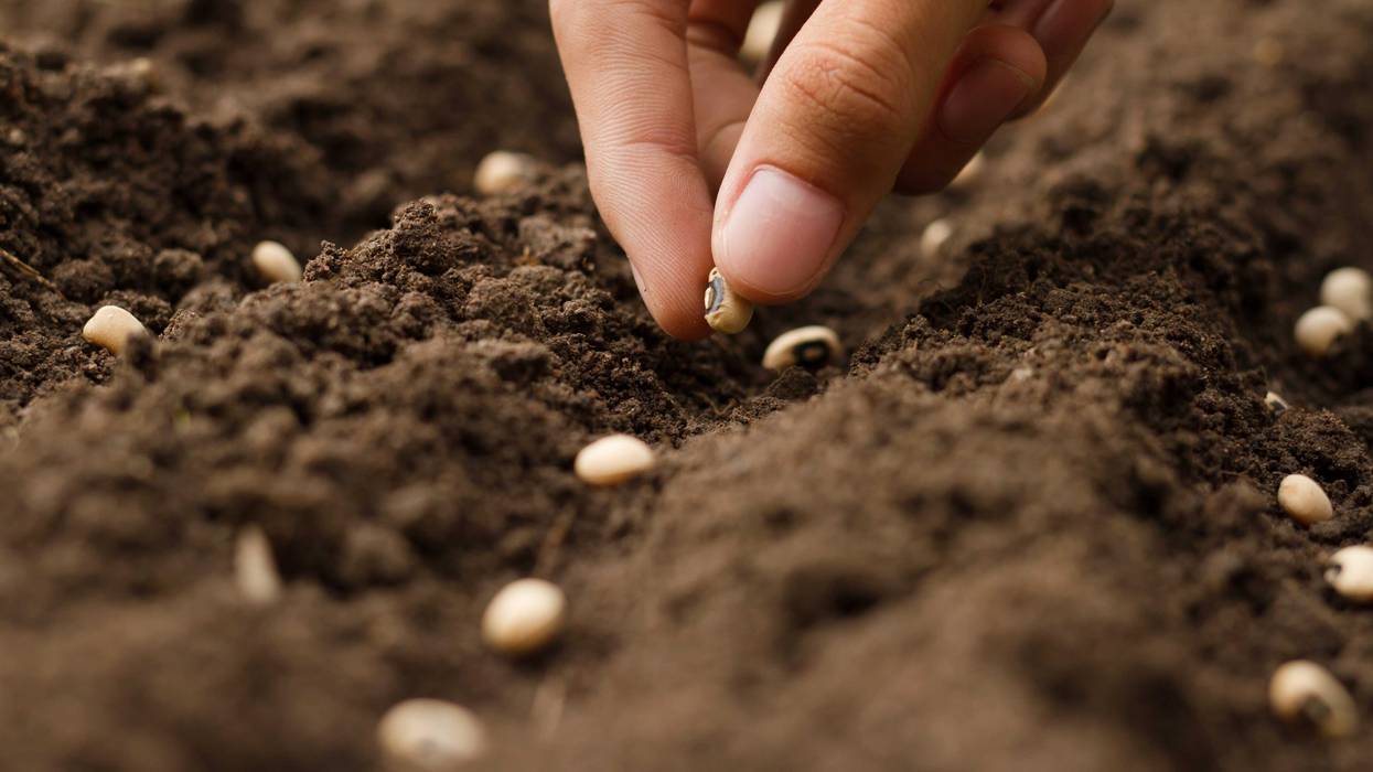 Closeup hand sowing seeds to losing soil at garden