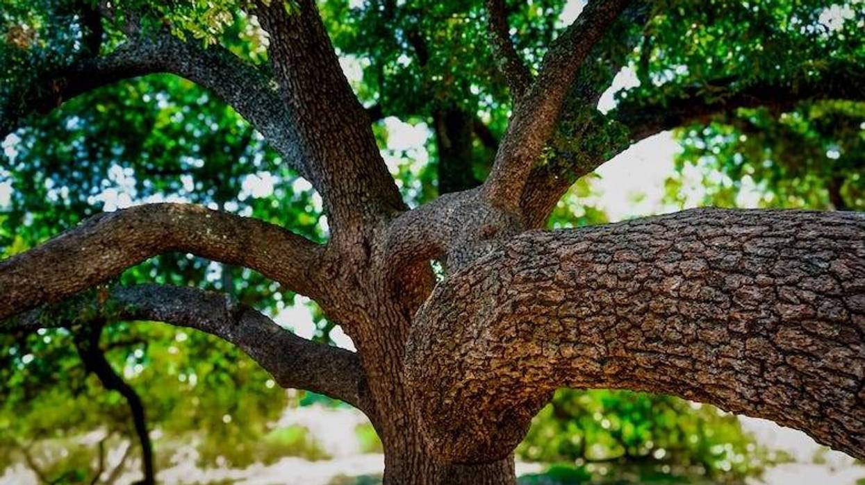 Closeup of a large, live oak tree