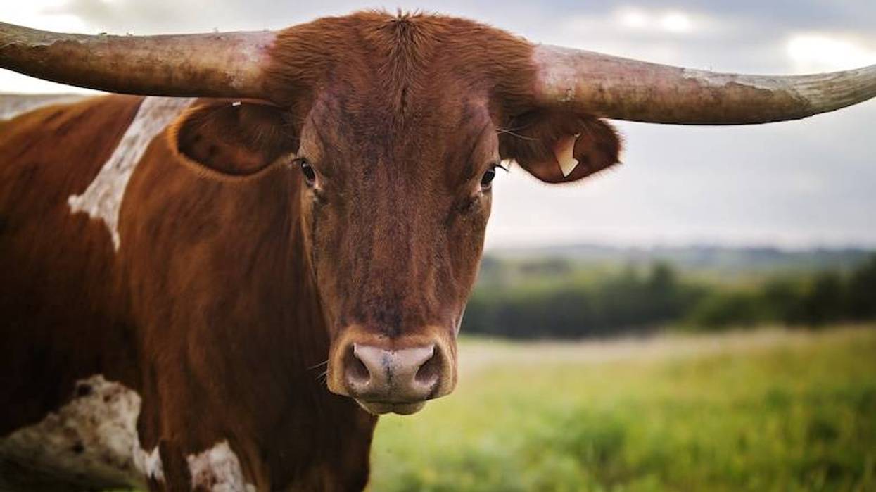 Longhorn filmed going on a Target run in Flower Mound