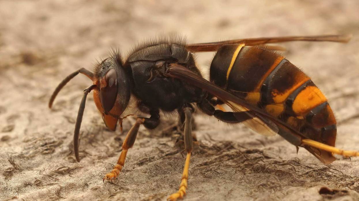 Closeup of a yellow-legged hornet.