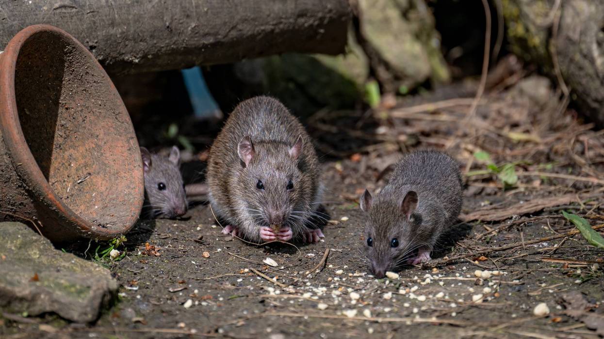 Closeup shot of tree young rats near a filthy can on the floor