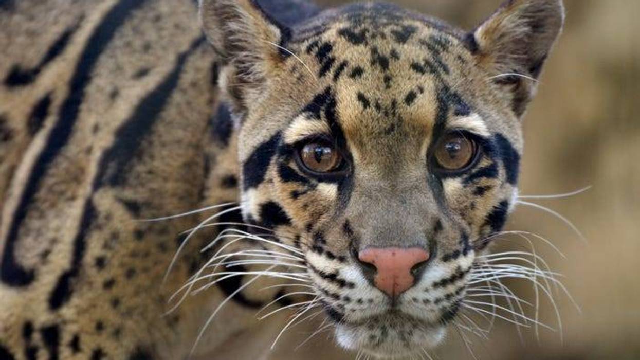 Clouded Leopard