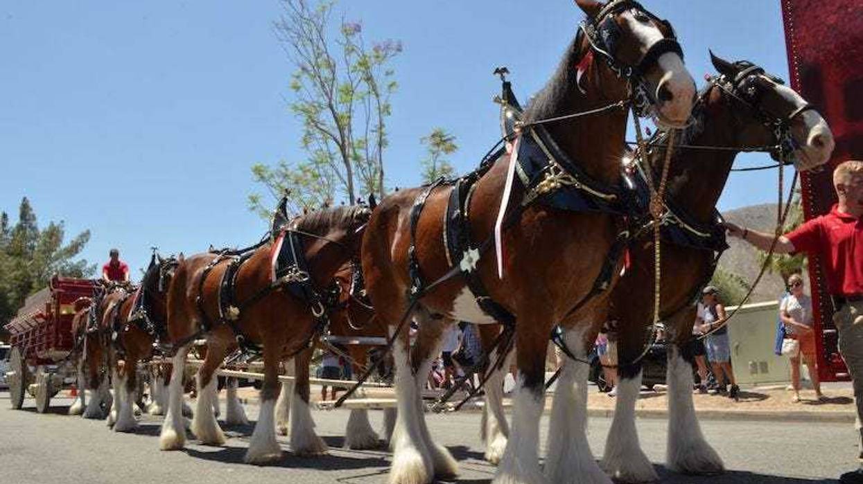 Clydesdales, Horses, Budweiser wagon, 2019