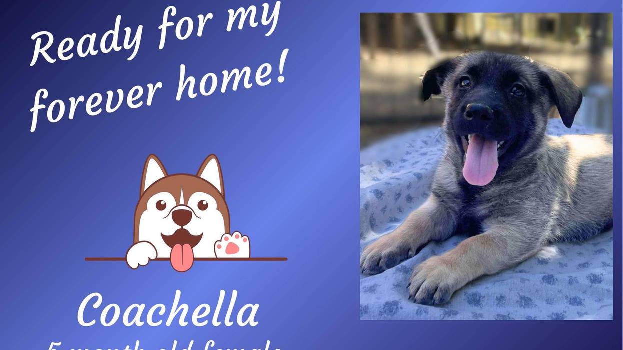 Coachella, a five month old brown and black medium mixed breed puppy