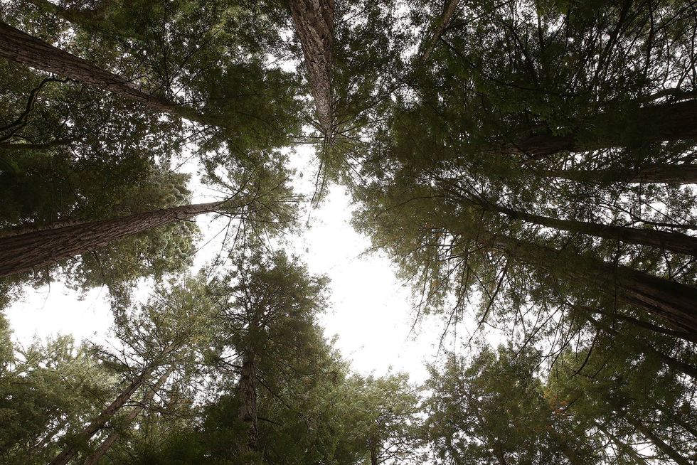 Coastal Redwood trees stand at Muir Woods National Monument on August 20, 2013 in Mill Valley, California.