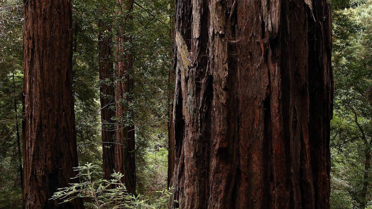 Coastal Redwood trees stand at Muir Woods National Monument on August 20, 2013 in Mill Valley, California.