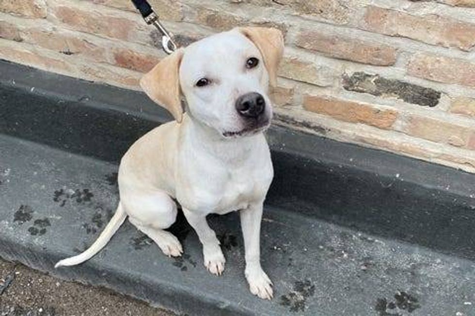 Cobbler is a 1-year-old, male Hound mix. He weighs 38.25 pounds.