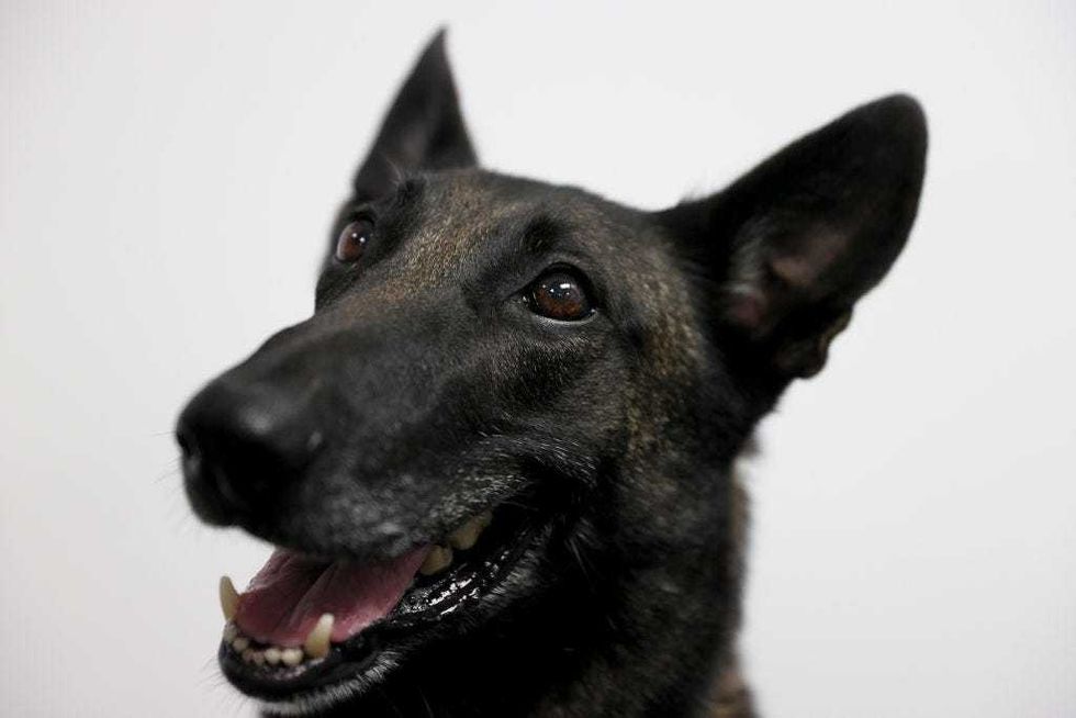 Cobra, a Belgian Malinois, waits for a command from Denise Webb before sniffing masks for the scent of COVID-19 at Miami International Airport.