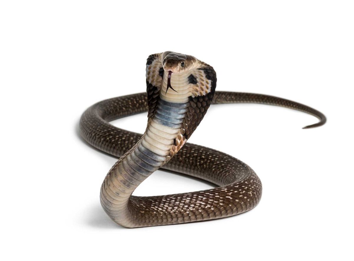 Cobra stock photo.