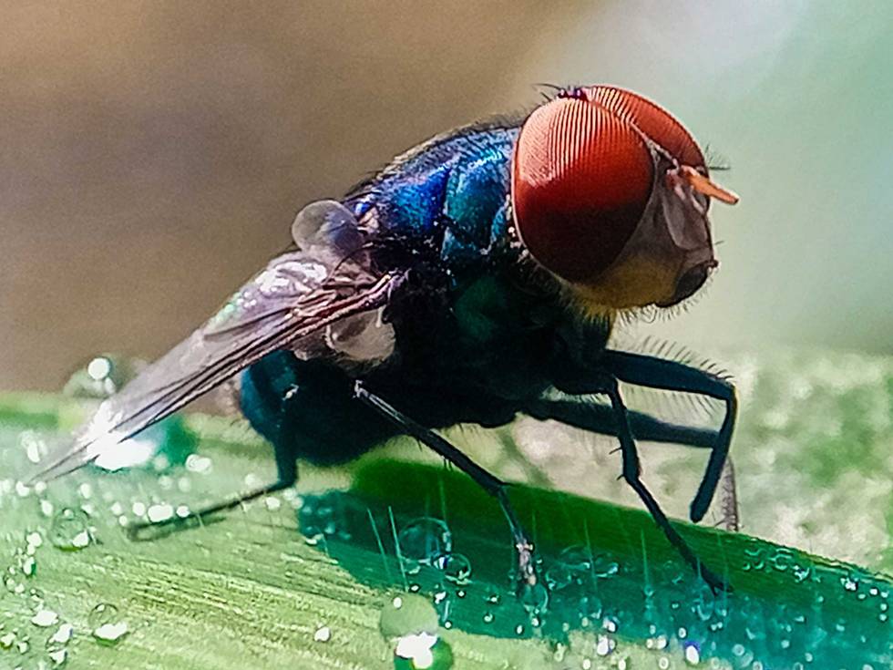 `Cochliomyia hominivorax, the New World screw-worm fly, or screw-worm for short, is a species of parasitic fly that is well known for the way in which its larvae (maggots) eat the living tissue.