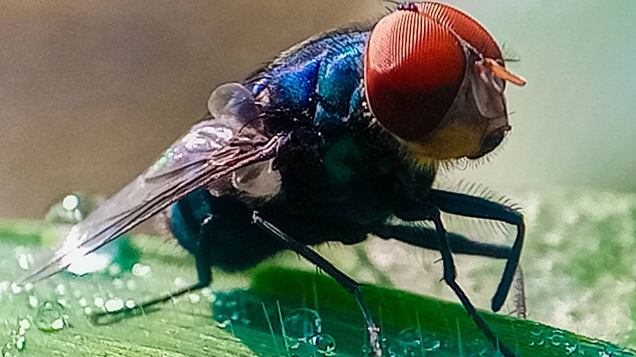 Cochliomyia hominivorax, the New World screw-worm fly, or screw-worm for short, is a species of parasitic fly that is well known for the way in which its larvae (maggots) eat the living tissue.