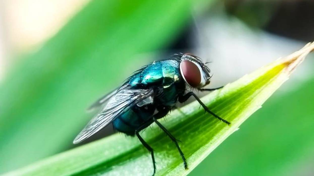 Flesh-eating New World screwworm fly detected in Texas for first time in 60 years