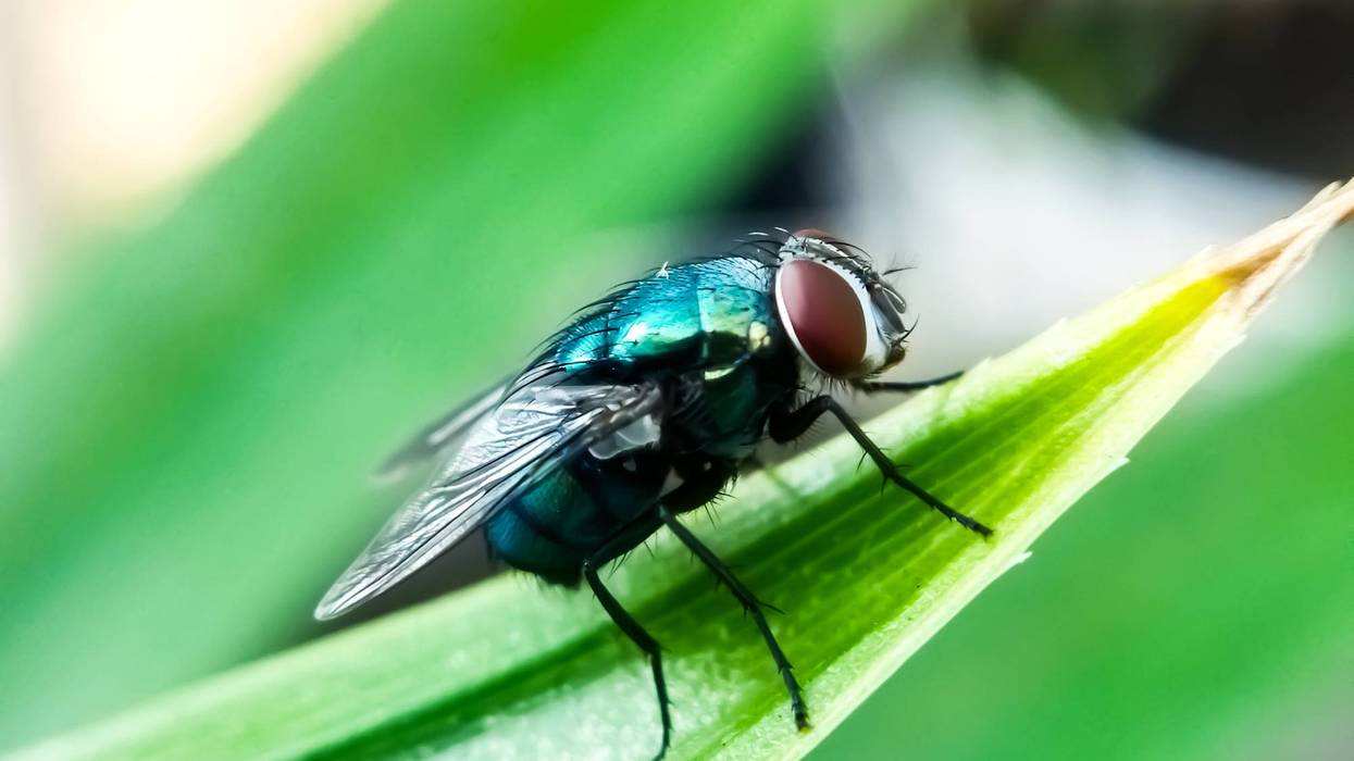 Cochliomyia hominivorax, the New World screwworm fly, or screwworm for short, is a species of parasitic fly that is well known for the way in which its larvae eat the living tissue.