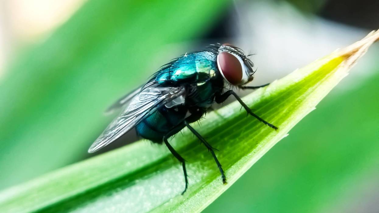 Cochliomyia hominivorax, the New World screwworm fly, or screwworm for short, is a species of parasitic fly that is well known for the way in which its larvae eat the living tissue.