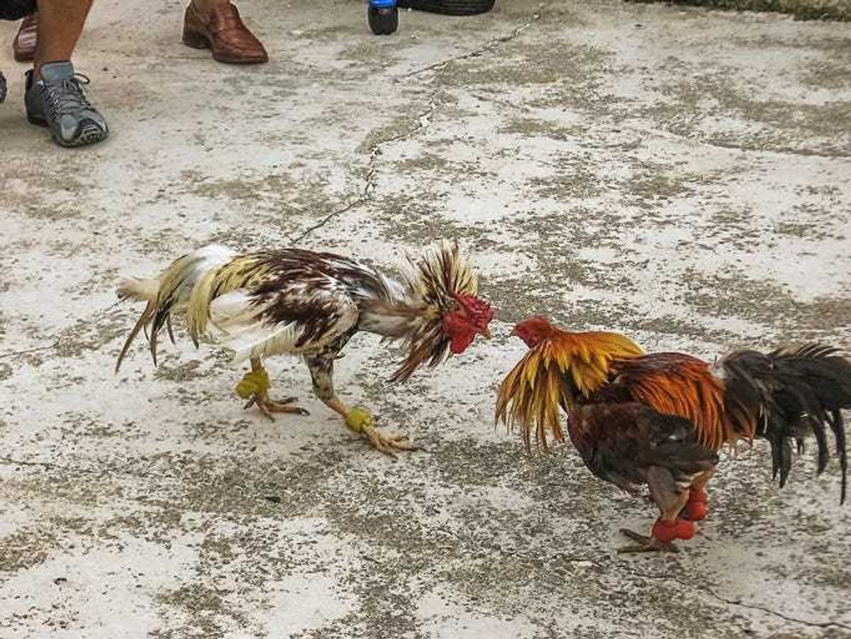 cockfighting