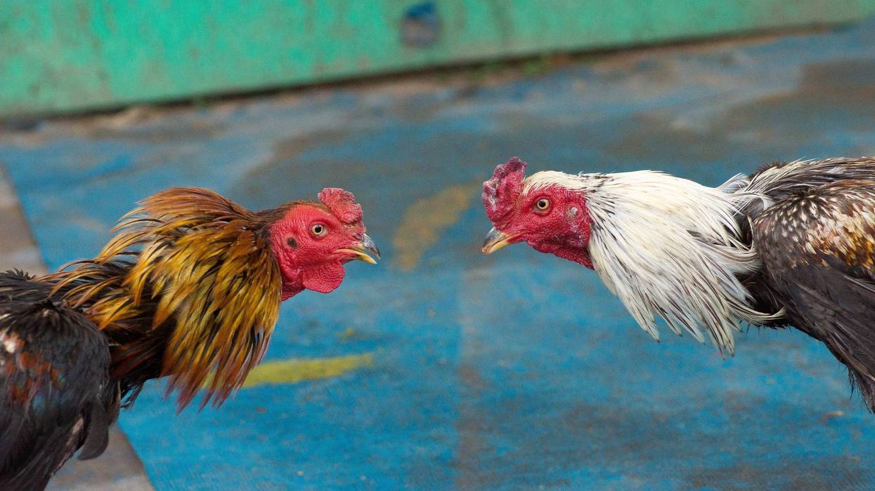 Cockfighting
