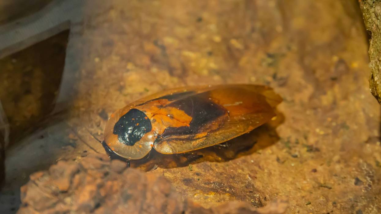 cockroach are a paraphyletic group of insects belonging to Blattodea. cockroaches are an ancient group. They are common and Hardy insects. superorder Dictyoptera. Redish brown to dark brown