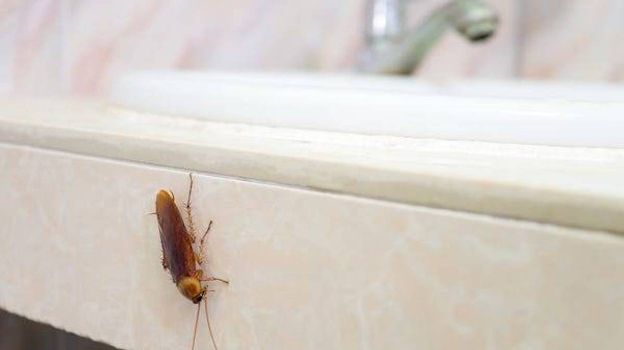 Cockroach crawling in a bathroom near a sink