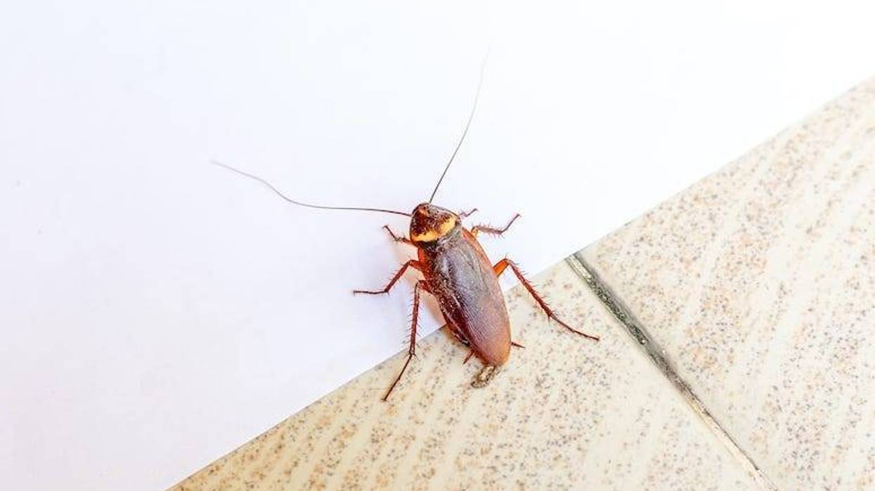 Cockroach, Tiled Floor, White Wall