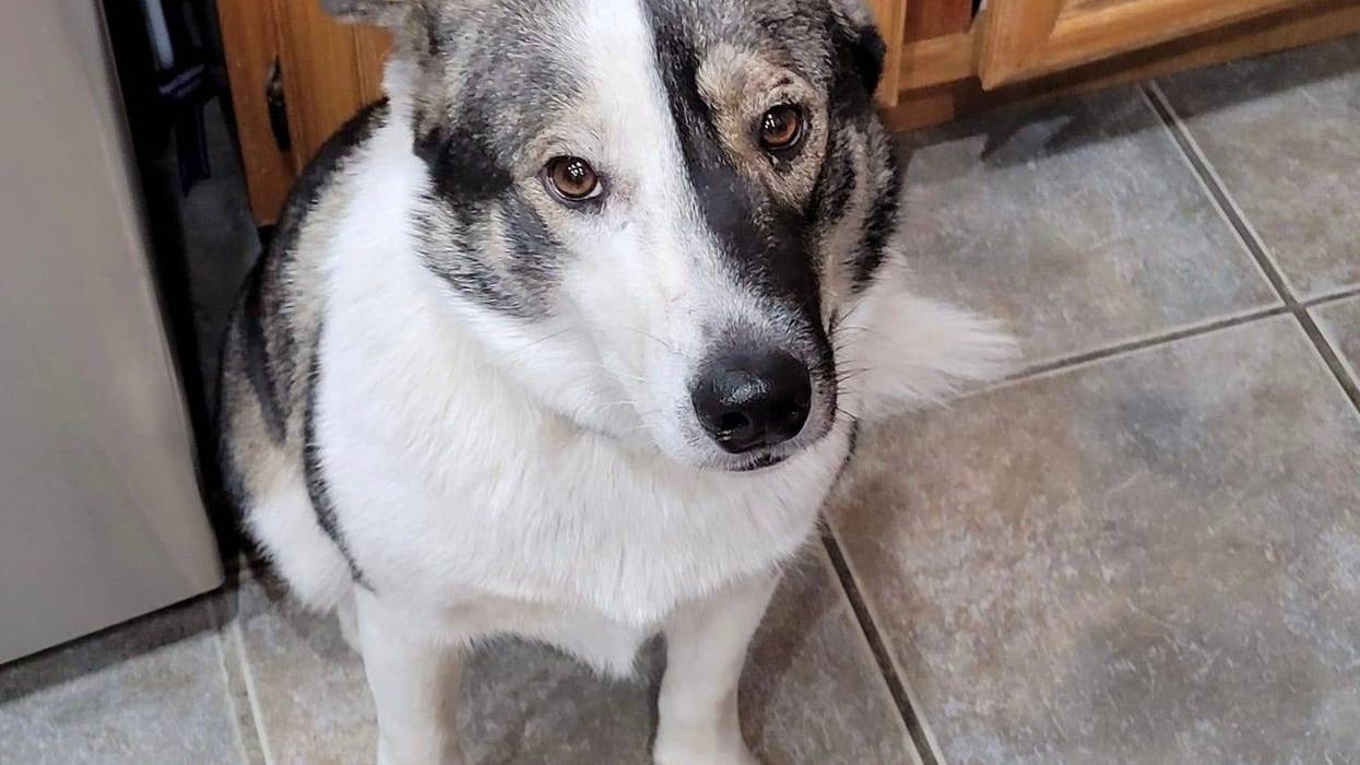Coco, a two year old large mixed breed dog up for adoption through ARE Animal Rescue