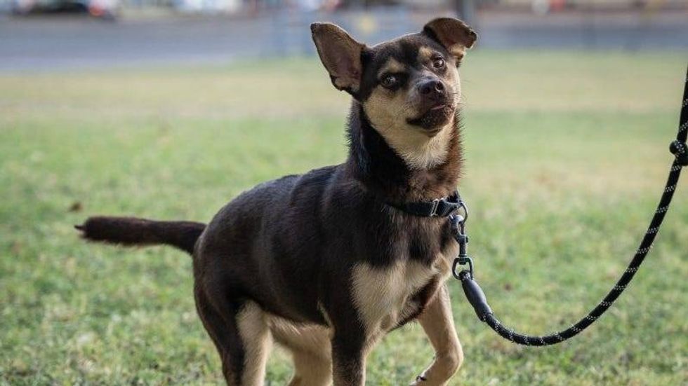 Cocoa @ Austin Humane Society 10/09/24