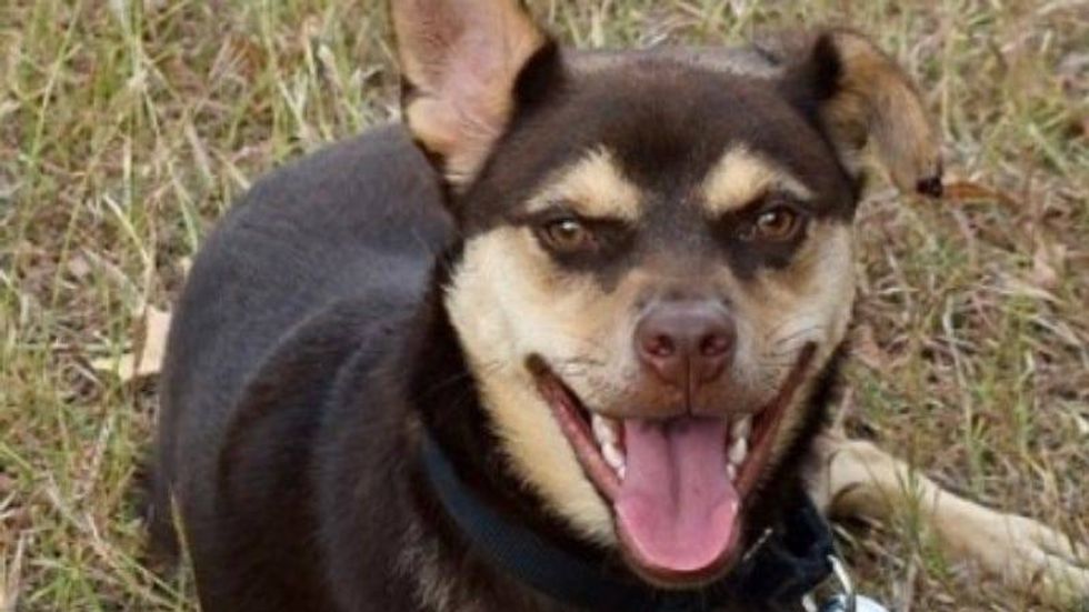 Cocoa @ Austin Humane Society - Happy Howlidays!