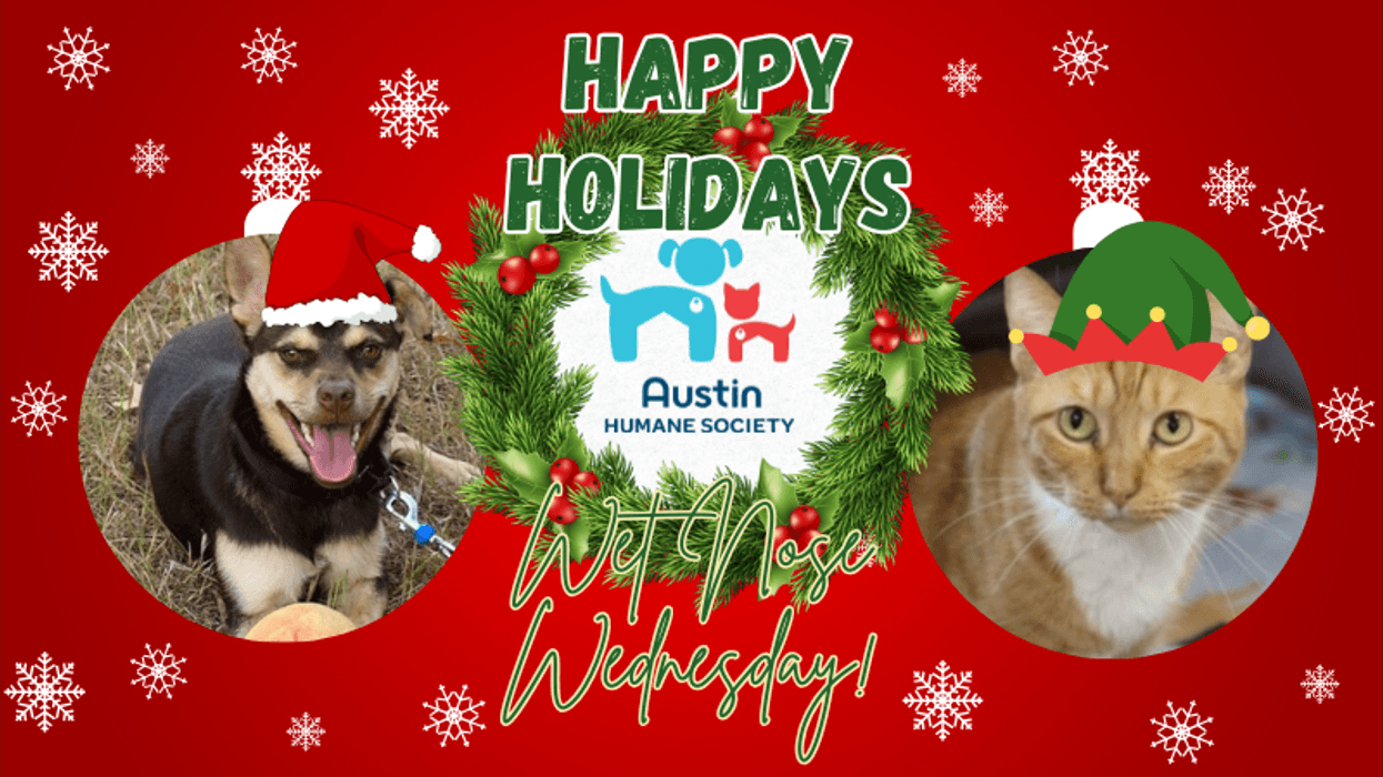 Cocoa & Goldie @ Austin Humane Society - Merry Christmas!