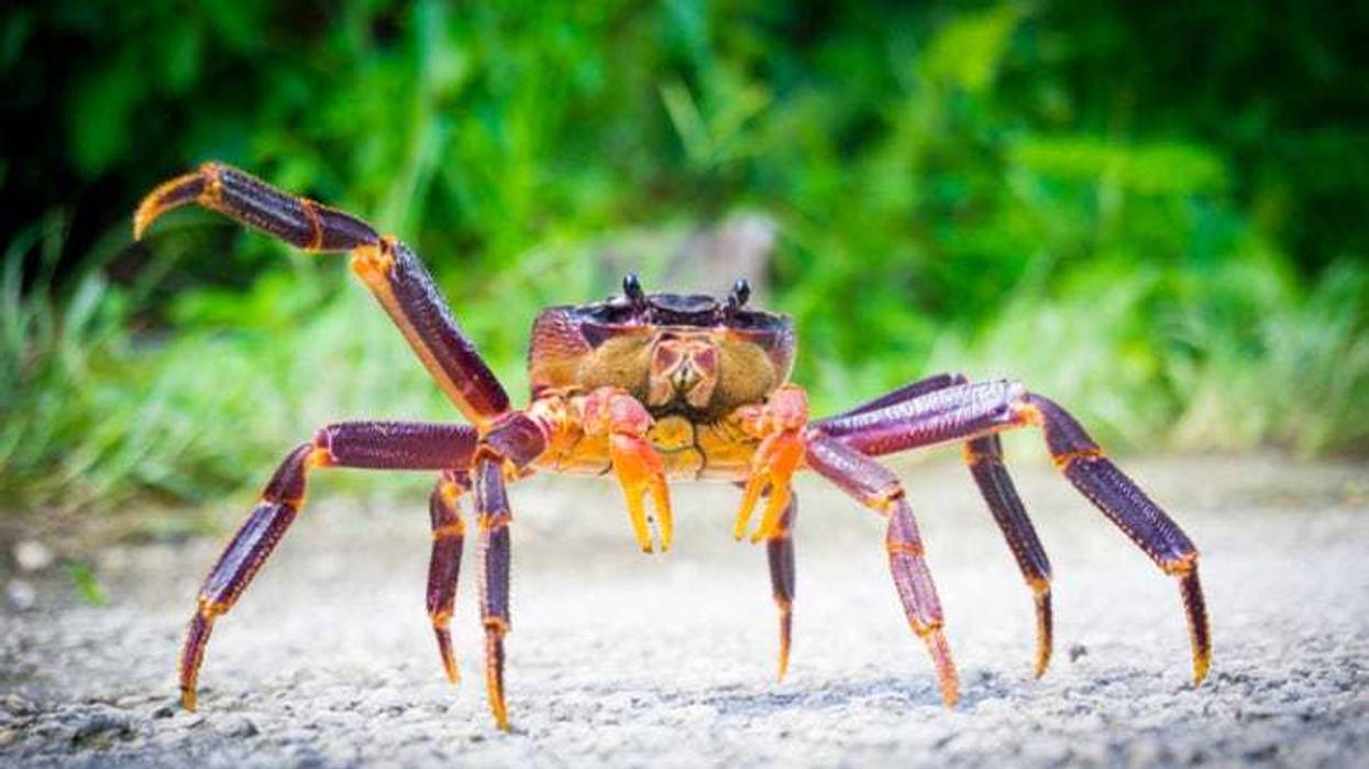 Coconut_Crab