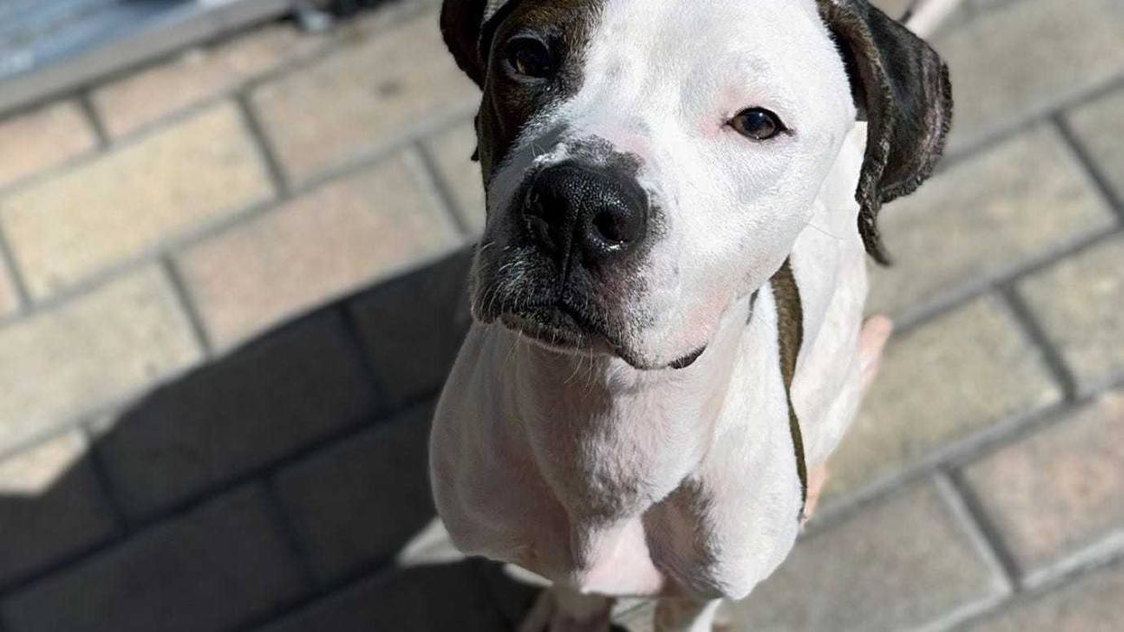 Cody the pitbull mix puppy