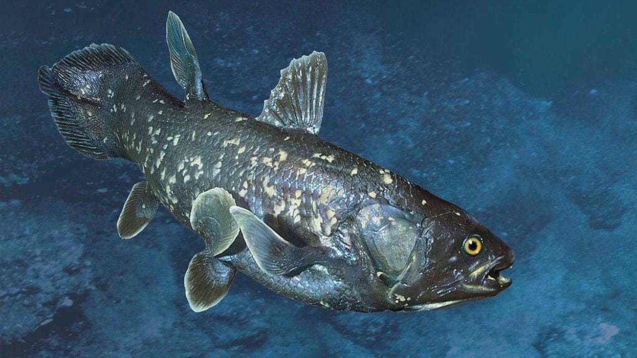 Coelacanth fish