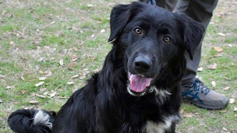 Cognac @ Austin Humane Society 2/14/24