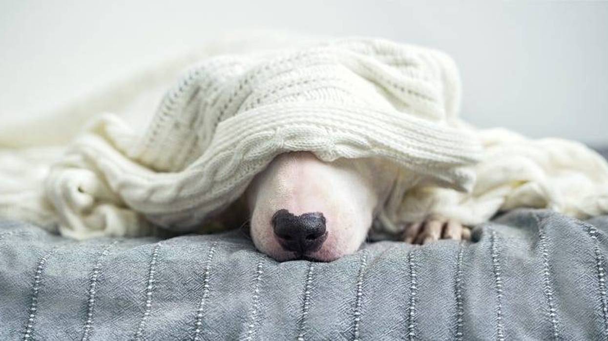 cold doggo
