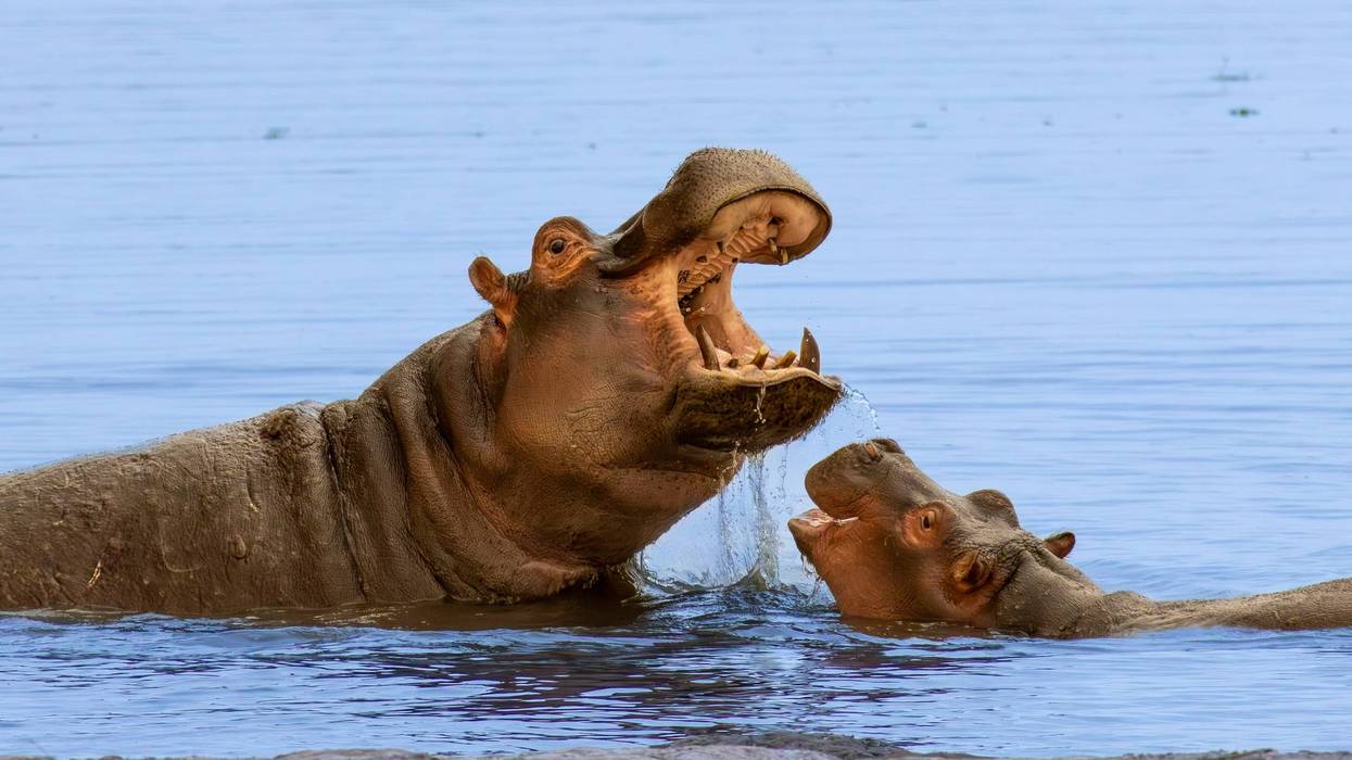 Colombia to cull up to 80 invasive hippos descended from Pablo Escobar