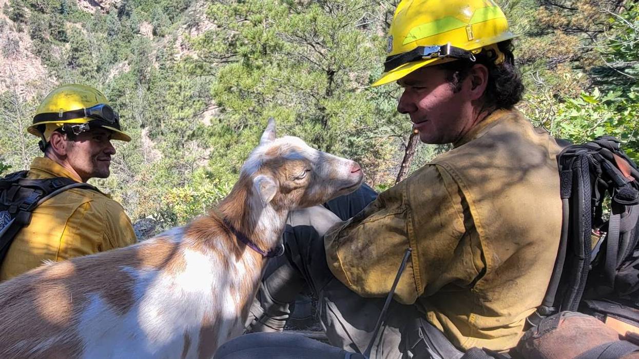 COLORADO-BOMBEROS-CABRA 249