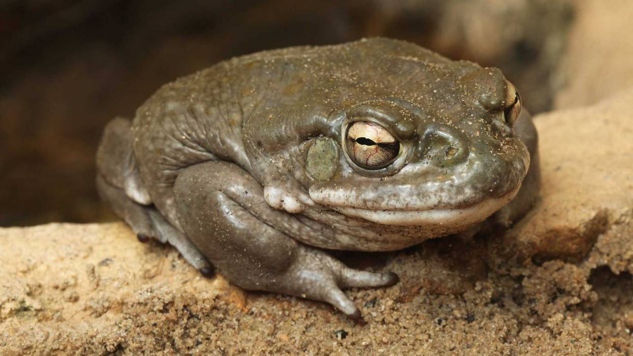 Colorado River Toad