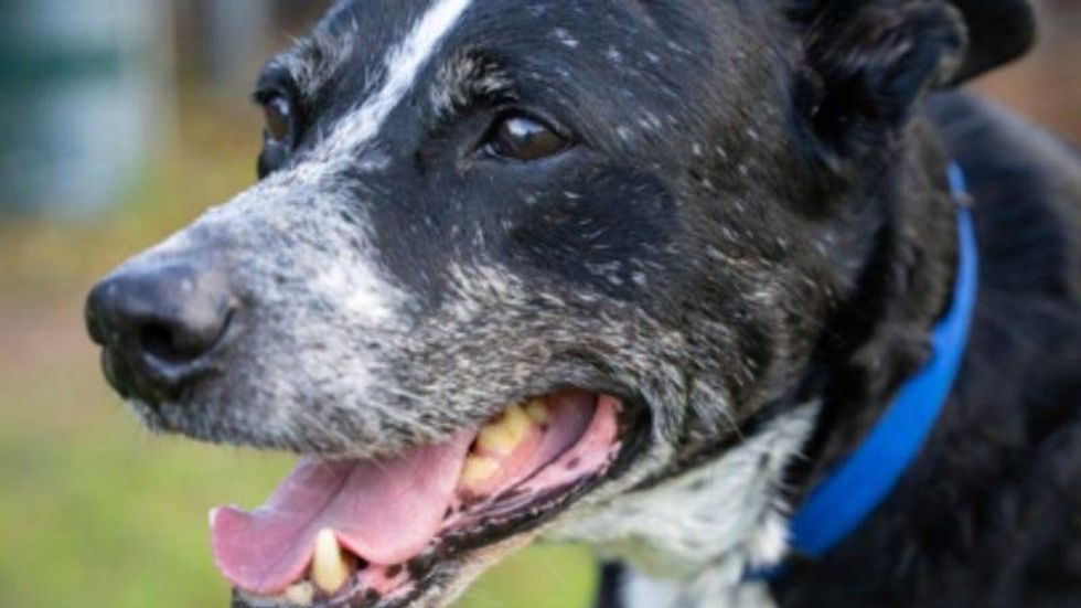 Comet @ Austin Humane Society 2/15/23