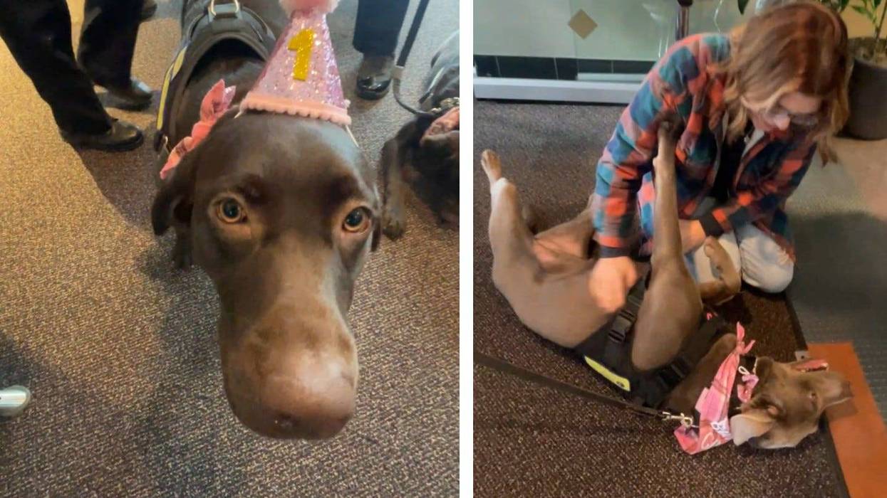 Comfort Companions with Schoolcraft College students