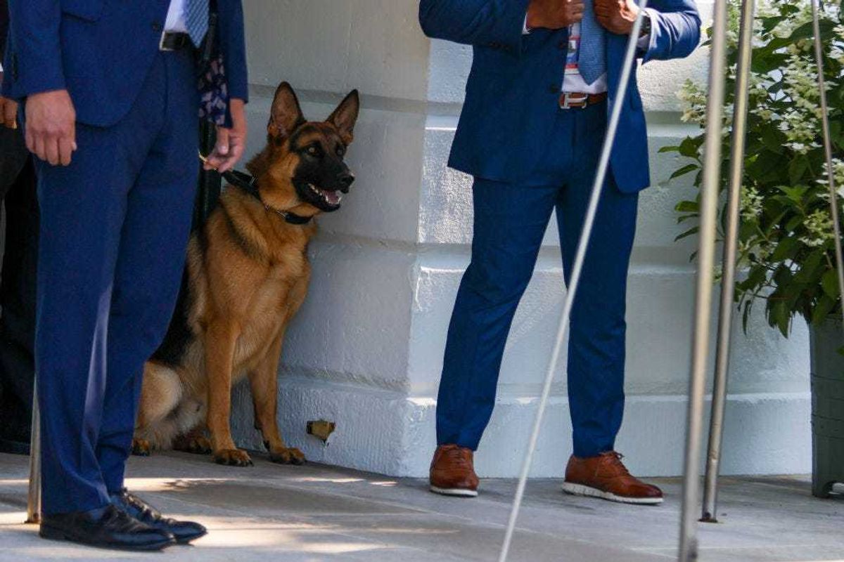 Commander, the dog of U.S. President Joe Biden, looks on as Biden departs on the south lawn of the White House on June 25, 2022 in Washington, DC.